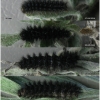 melit arduinna larva6 volg